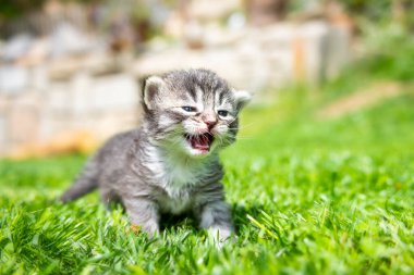 Yeşil çimlerde çok küçük bir kedi yavrusu var.