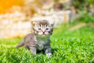 Yeşil çimlerde çok küçük bir kedi yavrusu var.
