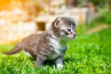 Yeşil çimlerde çok küçük bir kedi yavrusu var.