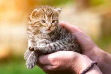 Bahçedeki kadın ellerinde çok küçük bir kedi yavrusu.