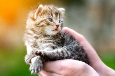 Bahçedeki kadın ellerinde çok küçük bir kedi yavrusu.