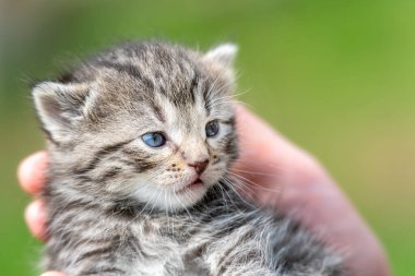 Bahçedeki kadın ellerinde çok küçük bir kedi yavrusu.