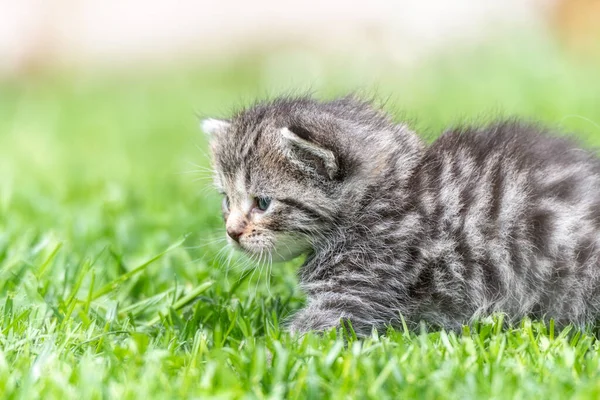 Very Little Kitten Green Grass Detail Closeup — Stock Photo, Image