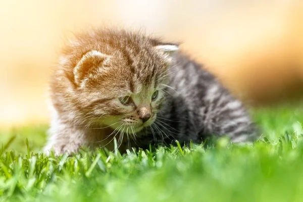 Mycket Liten Kattunge Den Gröna Gräset Detalj Närbild — Stockfoto