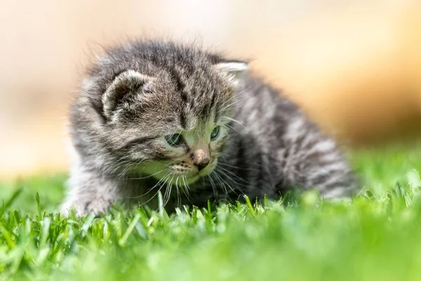 Mycket Liten Kattunge Den Gröna Gräset Detalj Närbild — Stockfoto