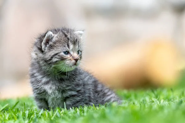 Very Little Kitten Green Grass Detail Closeup — Stock Photo, Image