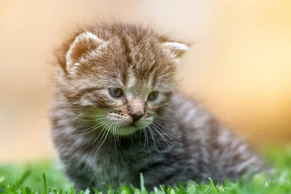 Very Little Kitten Green Grass Detail Closeup — Stock Photo, Image