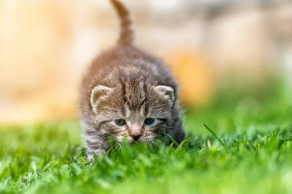 绿草地上的小猫咪特写特写 — 图库照片