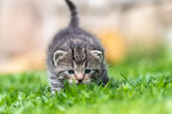 Muy Poco Gatito Verde Hierba Detalle Primer Plano — Foto de Stock