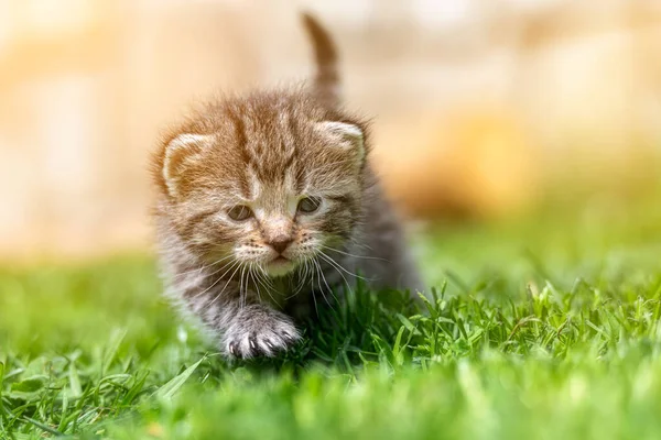 Very Little Kitten Green Grass Detail Closeup — Stock Photo, Image