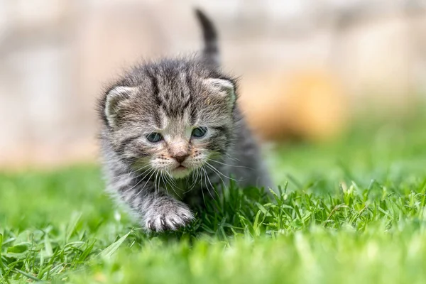 Very Little Kitten Green Grass Detail Closeup — Stock Photo, Image