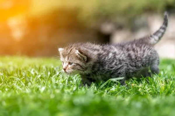 Very Little Kitten Green Grass Detail Closeup — Stock Photo, Image