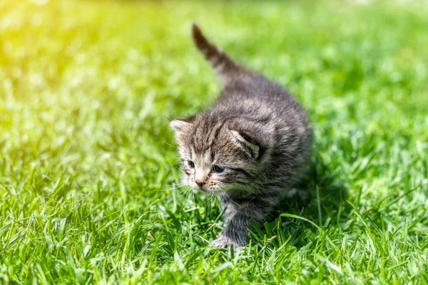 Bardzo Mało Kotek Zielony Trawa Szczegół Zbliżenie — Zdjęcie stockowe