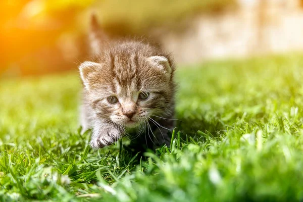 Very Little Kitten Green Grass Detail Closeup — Stock Photo, Image