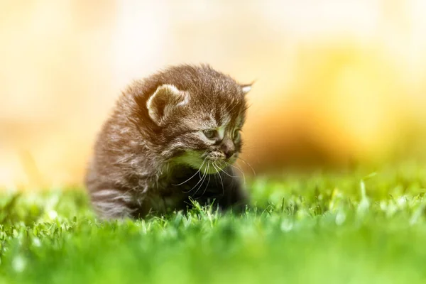 Very Little Kitten Green Grass Detail Closeup — Stock Photo, Image