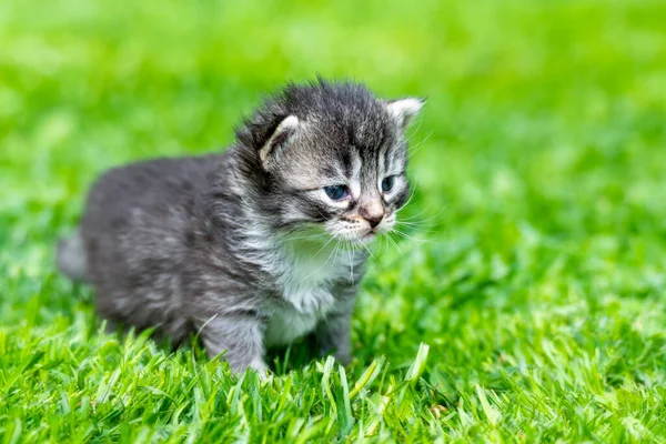 Muito Pouco Gatinho Grama Verde Detalhe Closeup — Fotografia de Stock