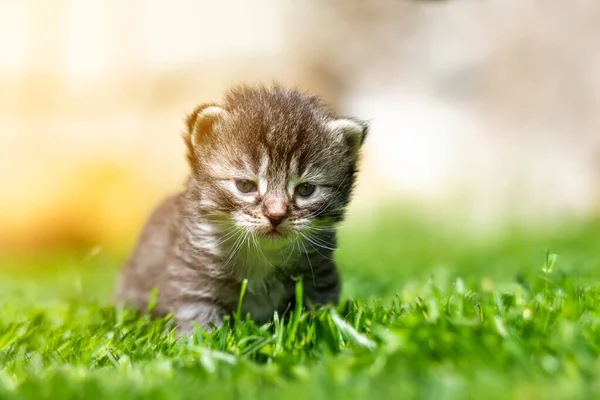 Mycket Liten Kattunge Den Gröna Gräset Detalj Närbild — Stockfoto