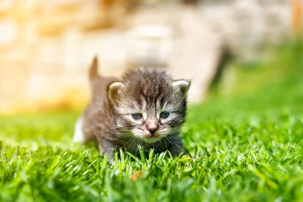 Very Little Kitten Green Grass Detail Closeup — Stock Photo, Image