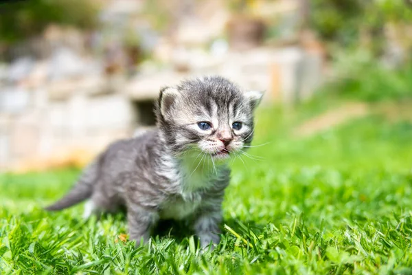 Mycket Liten Kattunge Den Gröna Gräset Detalj Närbild — Stockfoto