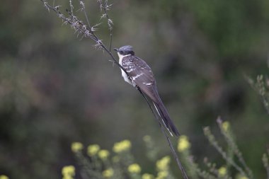 Great Spotted Cuckoo (Clamator glandarius) Cyprus CY April 2019