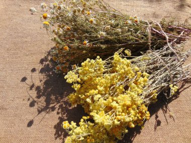 Tıbbî bitkiler papatya çayı ve çuval bezine yakın çekim..