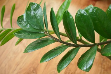 Kapalı yeşil bitkilerin karışımı..