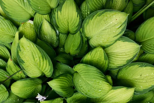 Yeşil yapraklar desen arkaplan, Doğal arkaplan ve duvar kağıdı