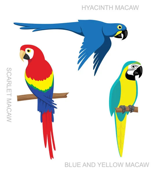นกแก Macaw การ นเวกเตอร — ภาพเวกเตอร์สต็อก