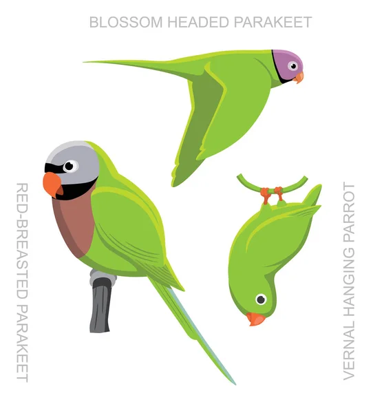Papagaio Ásia Cartoon Vector Ilustração — Vetor de Stock