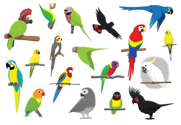 Διάφορα Καρτούν Παπαγάλοι Εικονογράφηση Διάνυσμα — Διανυσματικό Αρχείο