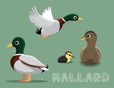 Mallard Çizgi Film Vektör İllüstrasyonu