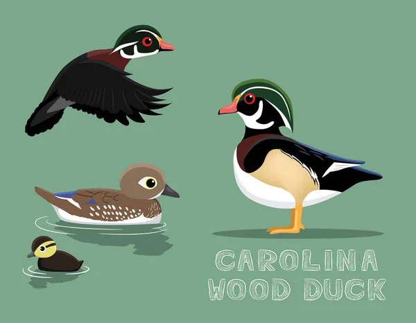 Carolina Wood Duck Cartoon Vector Ilustração — Vetor de Stock