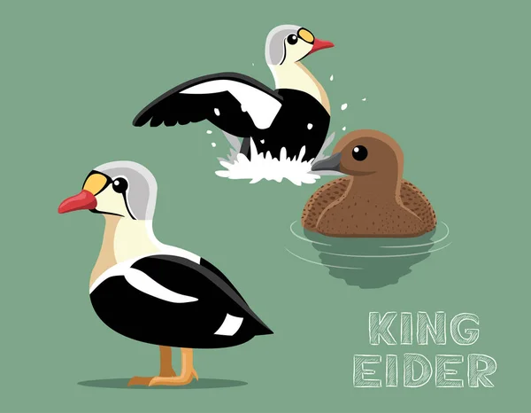 Koning Eider Cartoon Vector Illustratie — Stockvector