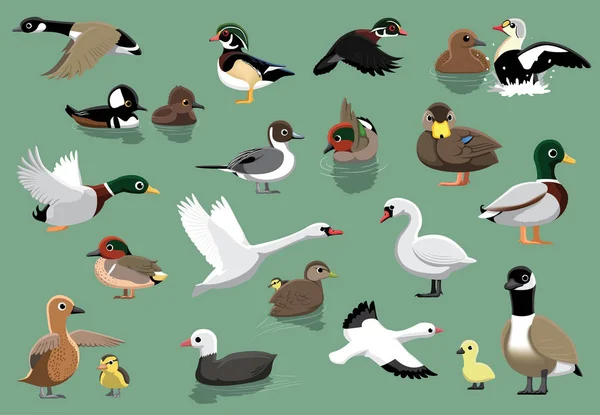 Patos Americanos Cartoon Vector Ilustração —  Vetores de Stock