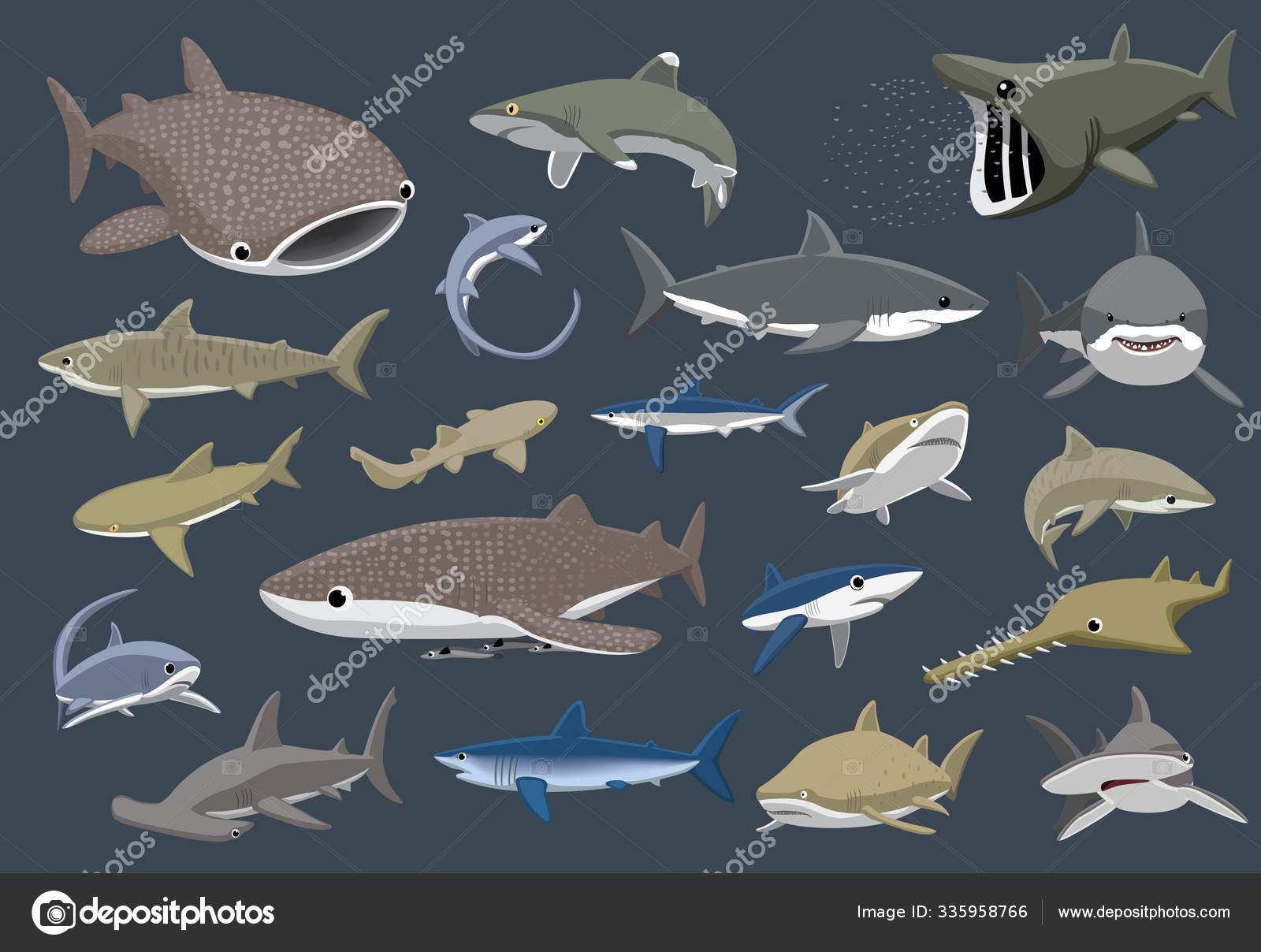 常見 鯊魚 種類 (97) 사진