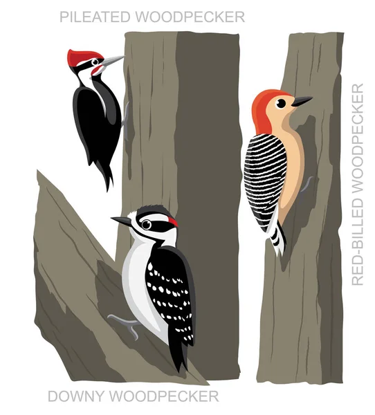 Bird Woodpecker Σετ Εικονογράφηση Διάνυσμα Κινουμένων Σχεδίων — Διανυσματικό Αρχείο