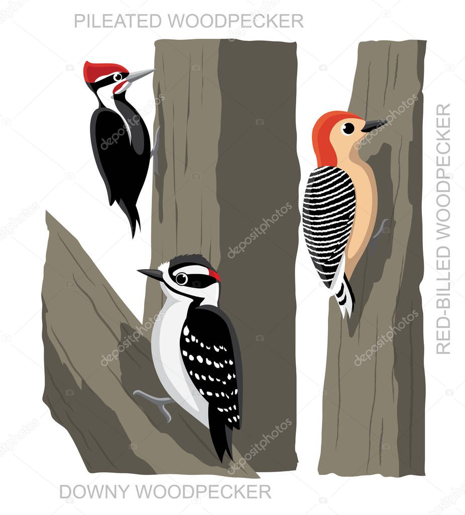 Bird Woodpecker Set Cartoon Vector Illustration