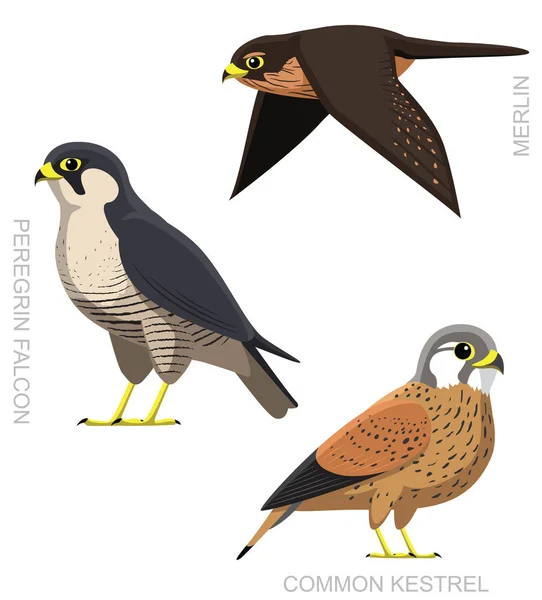 Bird Falcon Set Cartoon Vector Ilustração — Vetor de Stock