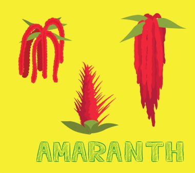 Kapalı Salon Mikroyeşil Amaranth Vektör İllüstrasyonu