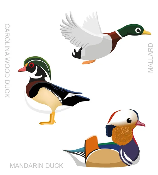 Uccello Anatra Impostare Cartone Animato Vettoriale Illustrazione — Vettoriale Stock
