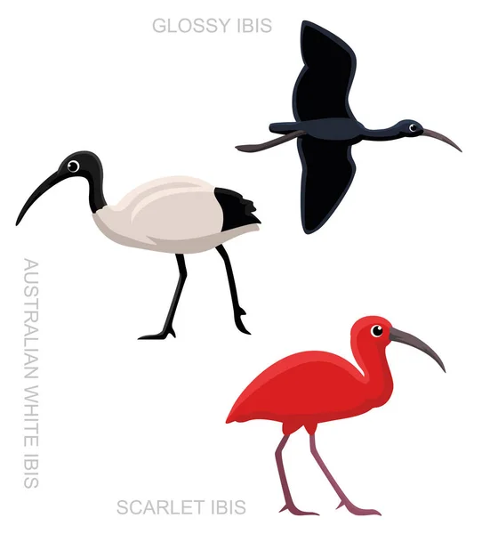 Ibis Aves Conjunto Dibujos Animados Vector Ilustración — Vector de stock