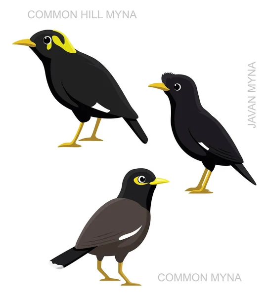 Bird Myna Set Tecknad Vektor Illustration — Stock vektor