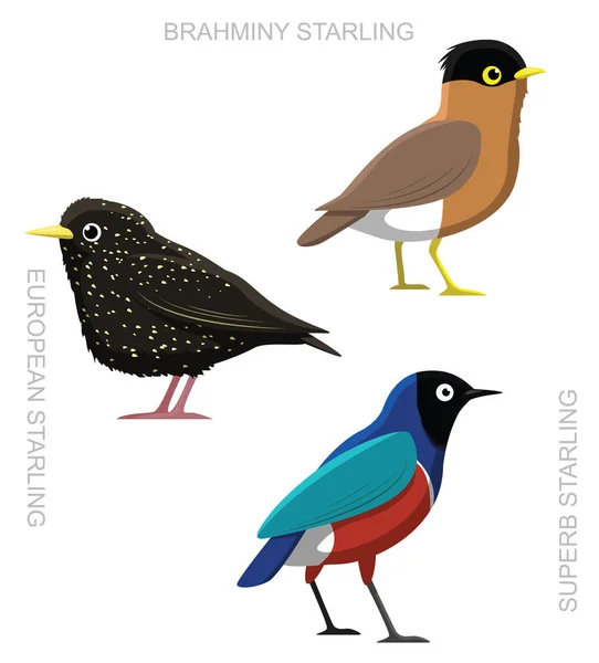 Uccello Starling Set Cartone Animato Vettoriale Illustrazione — Vettoriale Stock