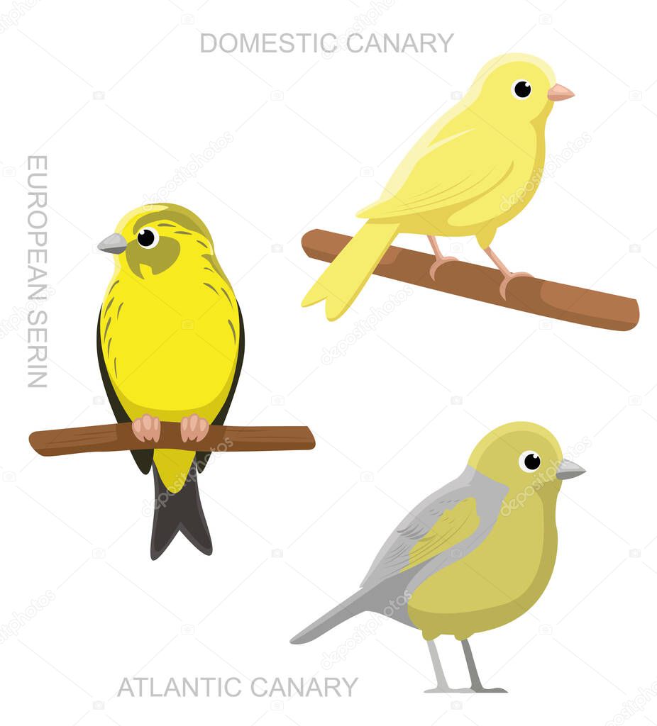 Bird Canary Set Cartoon Vector Illustration