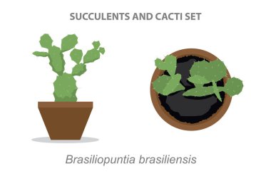Brasiliopuntia brasiliensis Succulent ve Cacti Set Vector Illustration