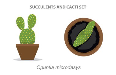 Opuntia microdasys Succulent ve Cacti Set Vector Illustration