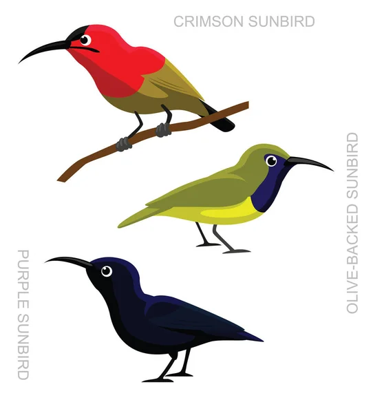 Bird Sunbird Set การ นเวกเตอร ภาพประกอบ — ภาพเวกเตอร์สต็อก