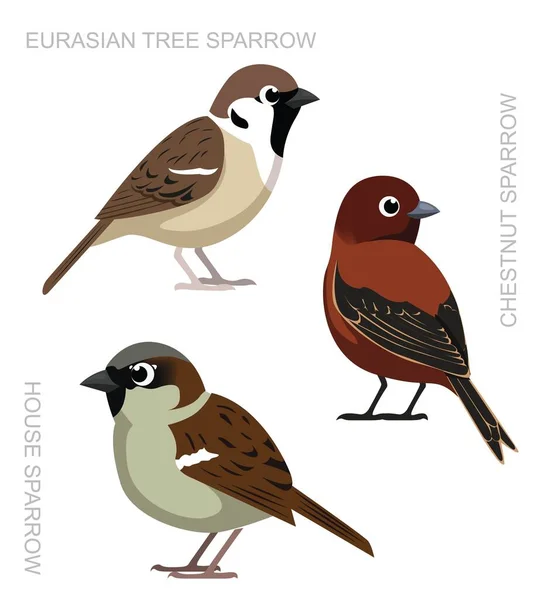 Bird Sparrow Set Cartoon Vector Ilustração —  Vetores de Stock