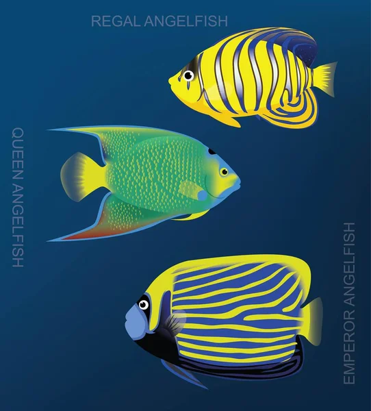 Arrecife Angelfish Set Dibujos Animados Vector Ilustración — Archivo Imágenes Vectoriales