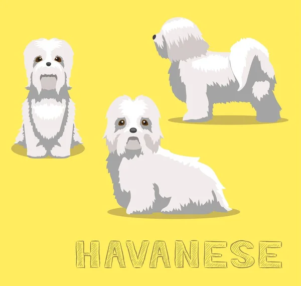 Dog Havanese การ นเวกเตอร ภาพประกอบ — ภาพเวกเตอร์สต็อก